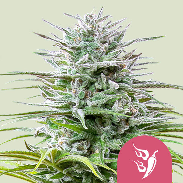 SPEEDY CHILE FAST X10 ROYAL QUEEN SEEDS