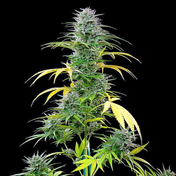 SPEEDY CHILE FAST X10 ROYAL QUEEN SEEDS