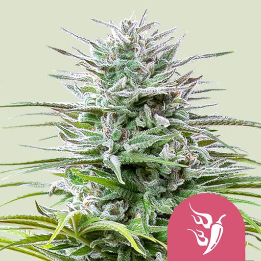 SPEEDY CHILE FAST X1000 ROYAL QUEEN SEEDS