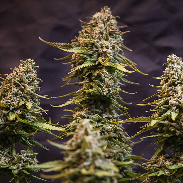 SPEEDY CHILE FAST X10 ROYAL QUEEN SEEDS
