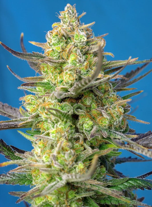 SWEET CHEESE XL AUTO X25 SWEET SEEDS
