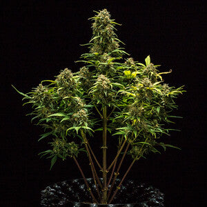 SWEET SKUNK AUTO X100 ROYAL QUEEN SEEDS