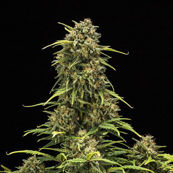 SWEET SKUNK AUTO X10 ROYAL QUEEN SEEDS