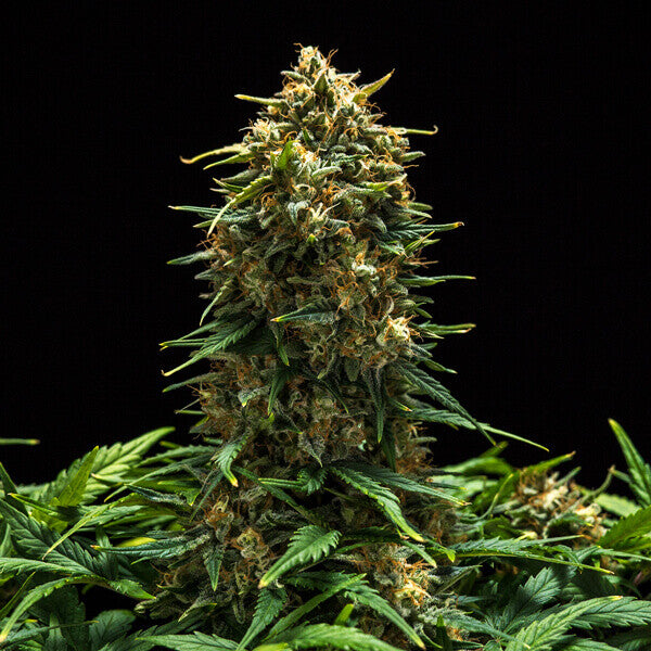 SWEET SKUNK AUTO X3 ROYAL QUEEN SEEDS