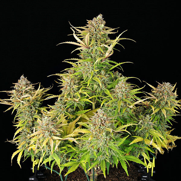 SWEET ZZ AUTO X10 ROYAL QUEEN SEEDS