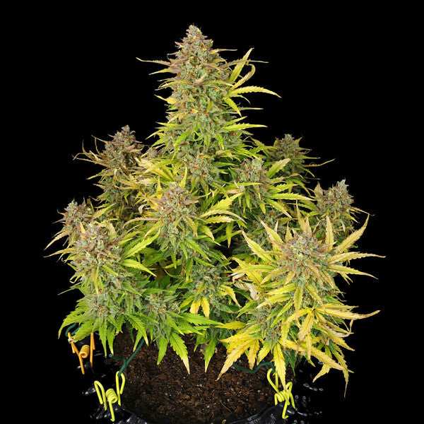 SWEET ZZ AUTO X10 ROYAL QUEEN SEEDS