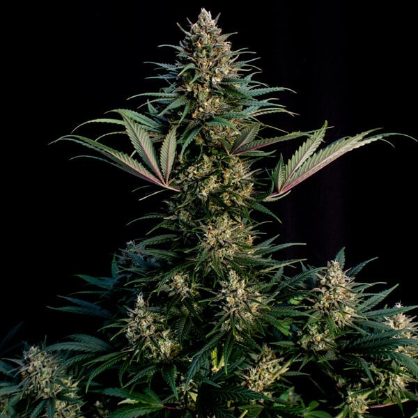SWEET ZZ FEM X5 ROYAL QUEEN SEEDS