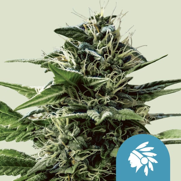 TATANKA PURE CBD FEM X3 ROYAL QUEEN SEEDS