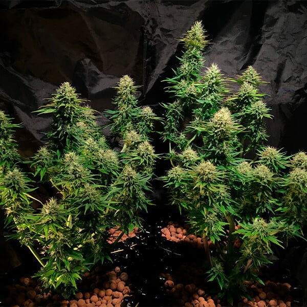 TATANKA PURE CBD FEM X3 ROYAL QUEEN SEEDS