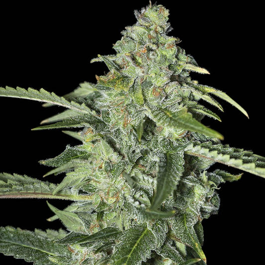 TNT KUSH CBD X3 EVA SEEDS