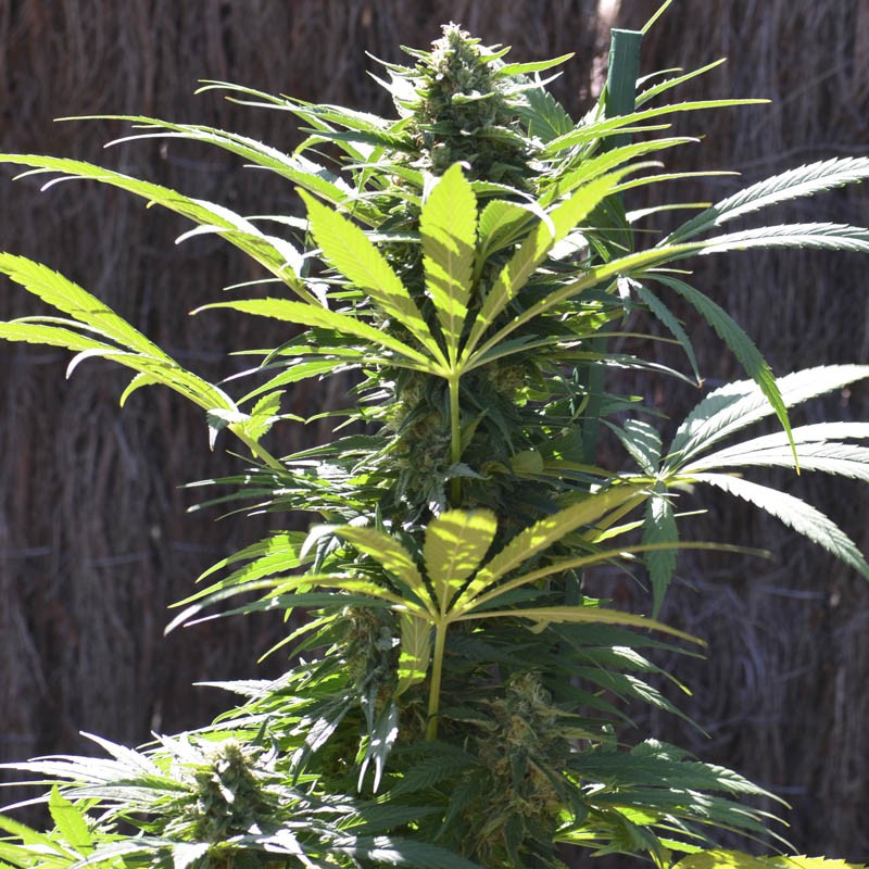 TNT KUSH CBD X3 EVA SEEDS