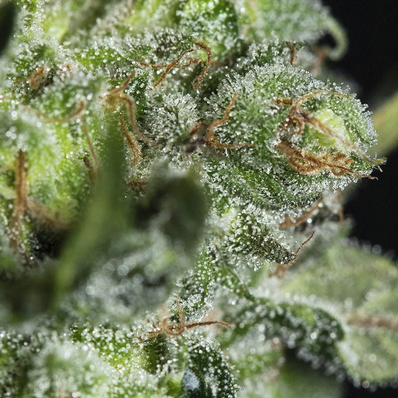 TNT KUSH CBD X3 EVA SEEDS