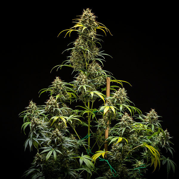 TRIPLE G AUTO X10 ROYAL QUEEN SEEDS