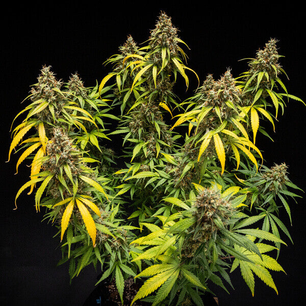 TRIPLE G AUTO X10 ROYAL QUEEN SEEDS