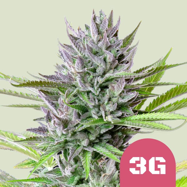 TRIPLE G FEM X5 ROYAL QUEEN SEEDS