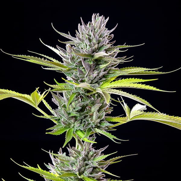 TRIPLE G FEM X5 ROYAL QUEEN SEEDS