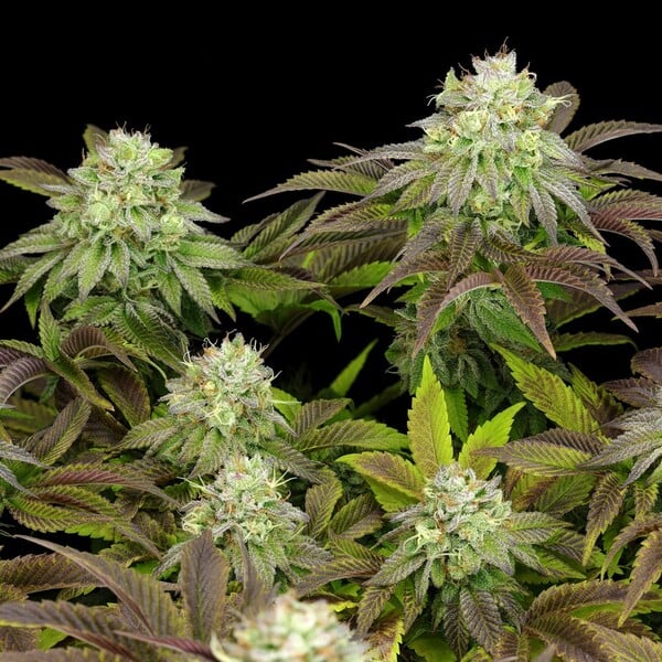 TRIPLE G FEM X5 ROYAL QUEEN SEEDS