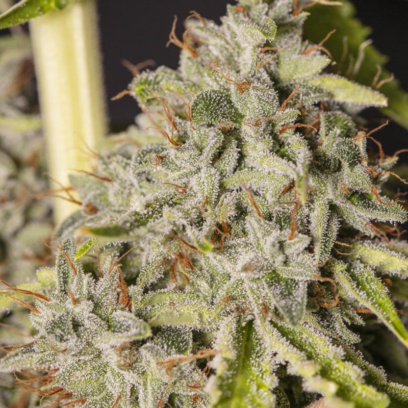 VIEJO TOBY FEM X3+1 EVA SEEDS