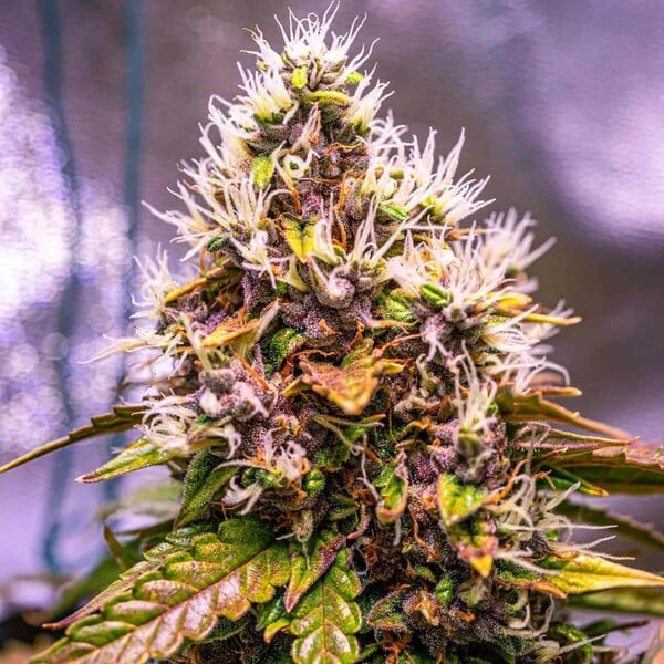 WATERMELON AUTO X5 ROYAL QUEEN SEEDS