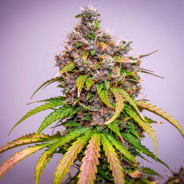 WATERMELON AUTO X5 ROYAL QUEEN SEEDS