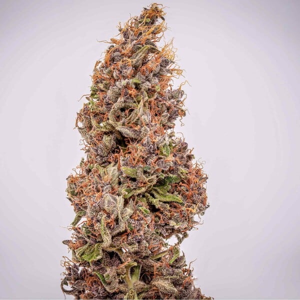 WATERMELON AUTO X5 ROYAL QUEEN SEEDS