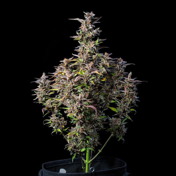 WATERMELON AUTO X5 ROYAL QUEEN SEEDS
