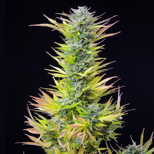 WATERMELON FEM X1 ROYAL QUEEN SEEDS