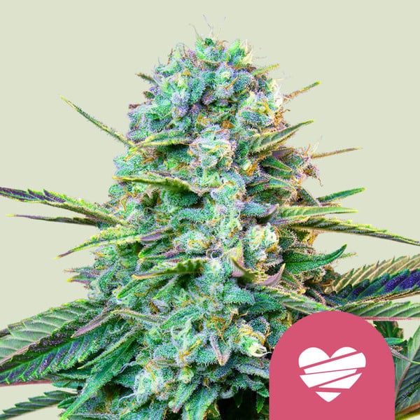 WEDDING CRASHER FEM X10 ROYAL QUEEN SEEDS