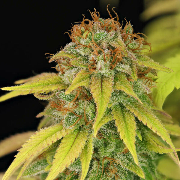 WEDDING CRASHER FEM X10 ROYAL QUEEN SEEDS