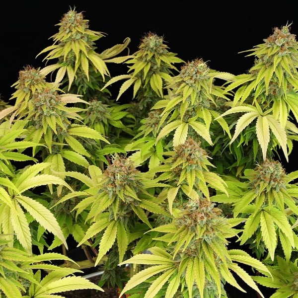 WEDDING CRASHER FEM X10 ROYAL QUEEN SEEDS