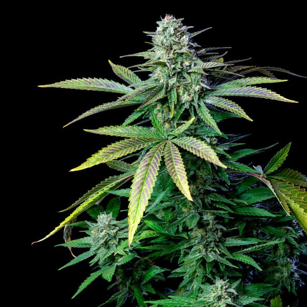 WEDDING CRASHER FEM X10 ROYAL QUEEN SEEDS