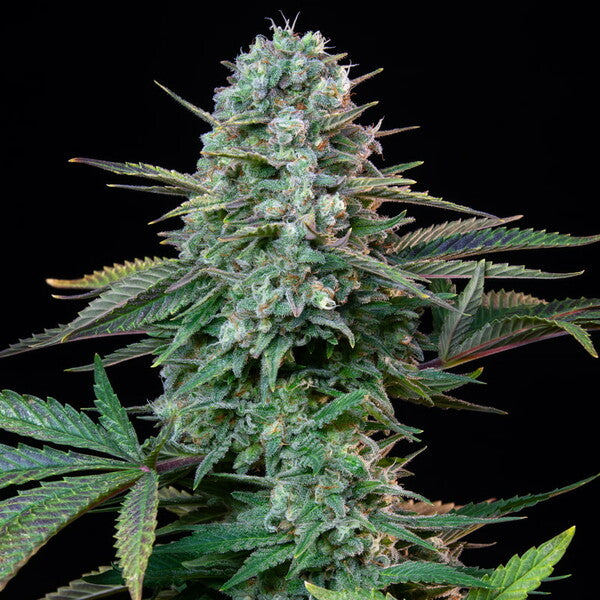 WEDDING CRASHER FEM X10 ROYAL QUEEN SEEDS