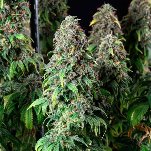 WEDDING GELATO FEM X5 ROYAL QUEEN SEEDS