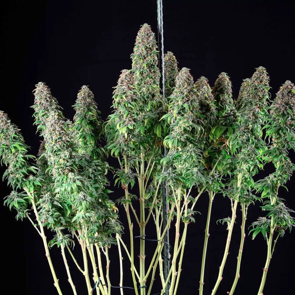 WEDDING GELATO FEM X1 ROYAL QUEEN SEEDS