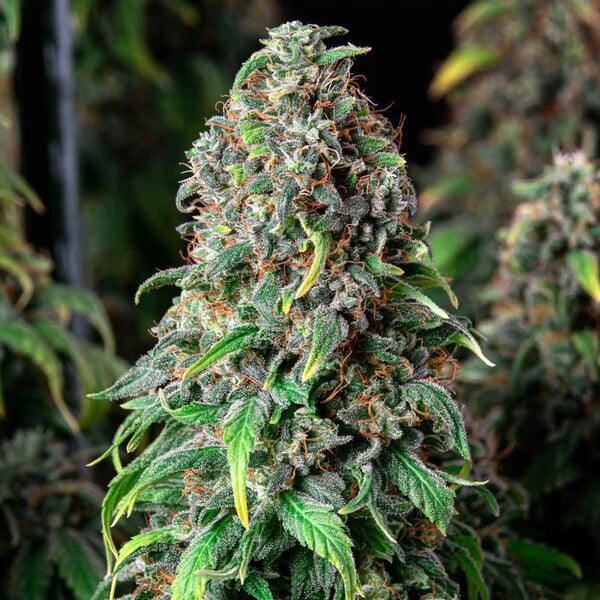 WEDDING GELATO FEM X5 ROYAL QUEEN SEEDS