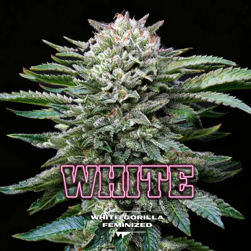 WHITE GORILLA FEM X4 BSF SEEDS