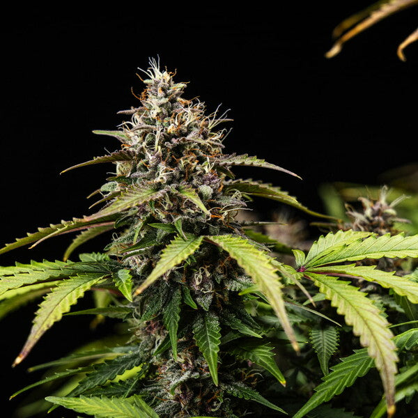 WHITE WIDOW AUTO X10 ROYAL QUEEN SEEDS