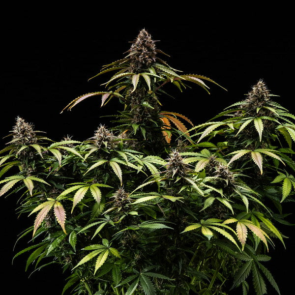 WHITE WIDOW AUTO X10 ROYAL QUEEN SEEDS