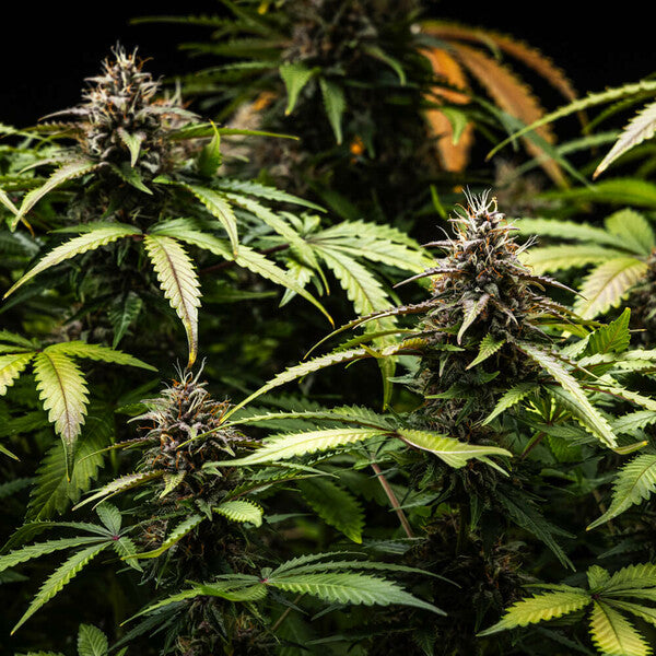 WHITE WIDOW AUTO X10 ROYAL QUEEN SEEDS