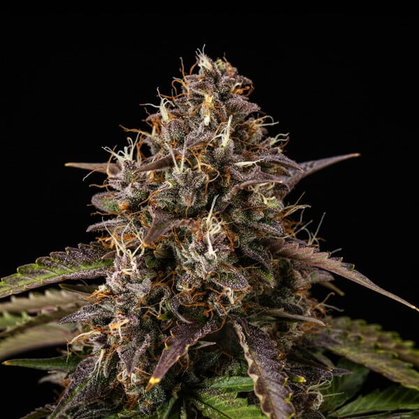 WHITE WIDOW AUTO X5 ROYAL QUEEN SEEDS