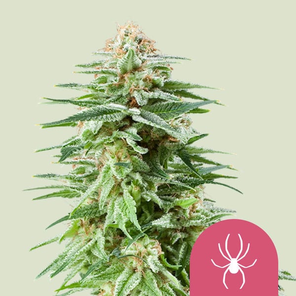 WHITE WIDOW FEM X5 ROYAL QUEEN SEEDS