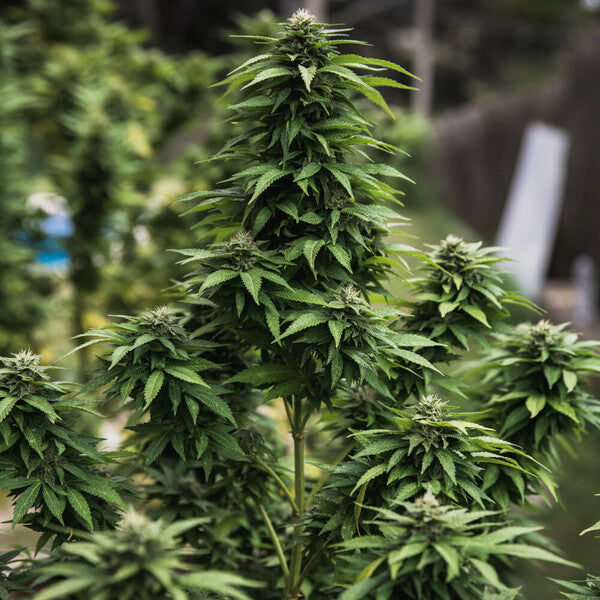 WHITE WIDOW FEM X10 ROYAL QUEEN SEEDS