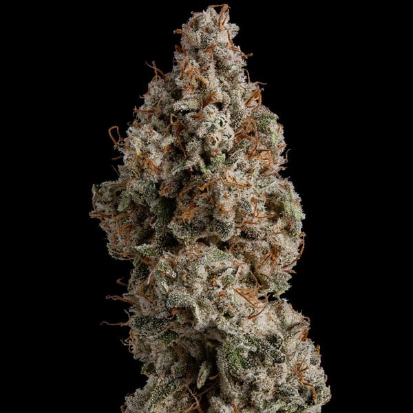 WHITE WIDOW FEM X10 ROYAL QUEEN SEEDS