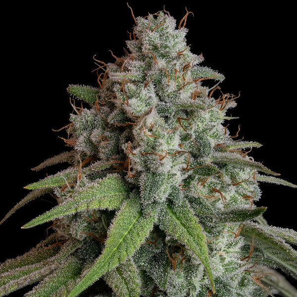 WHITE WIDOW FEM X5 ROYAL QUEEN SEEDS