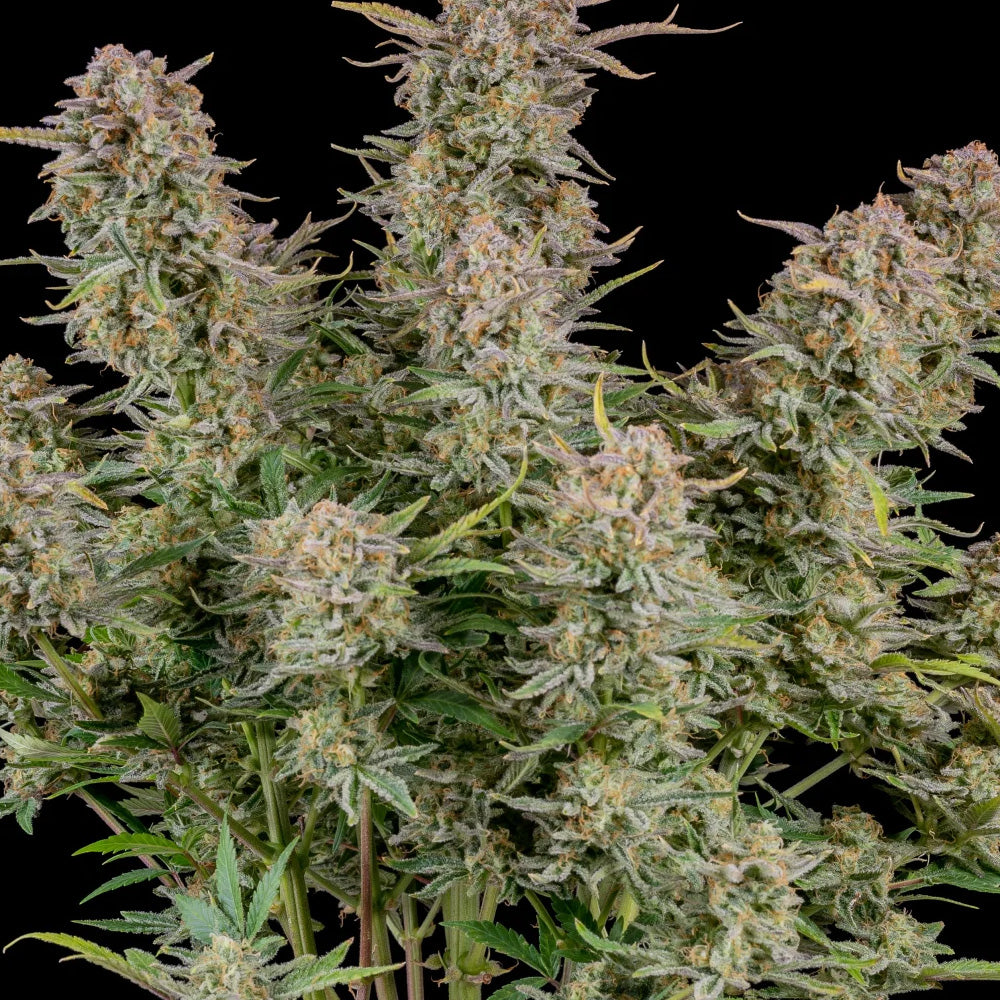 BRUCE BANNER AUTO GRANELSEEDS