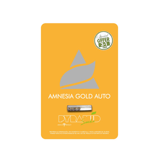 AMNESIA GOLD AUTO X3 PYRAMID SEED