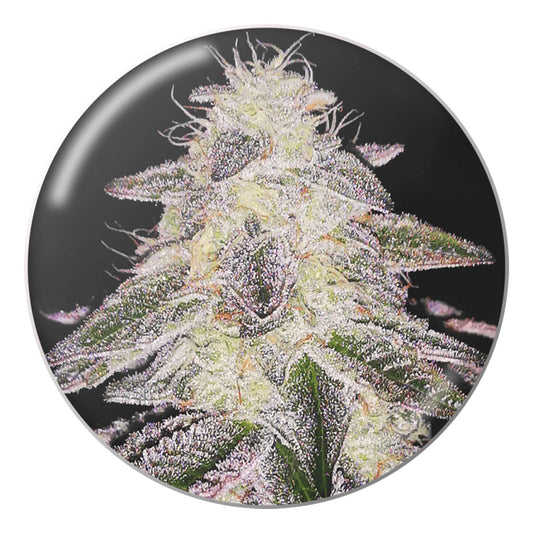 medical ruNntz x3 medical seeds