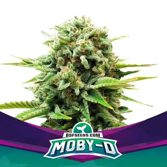 MOBY-D X2 BSF