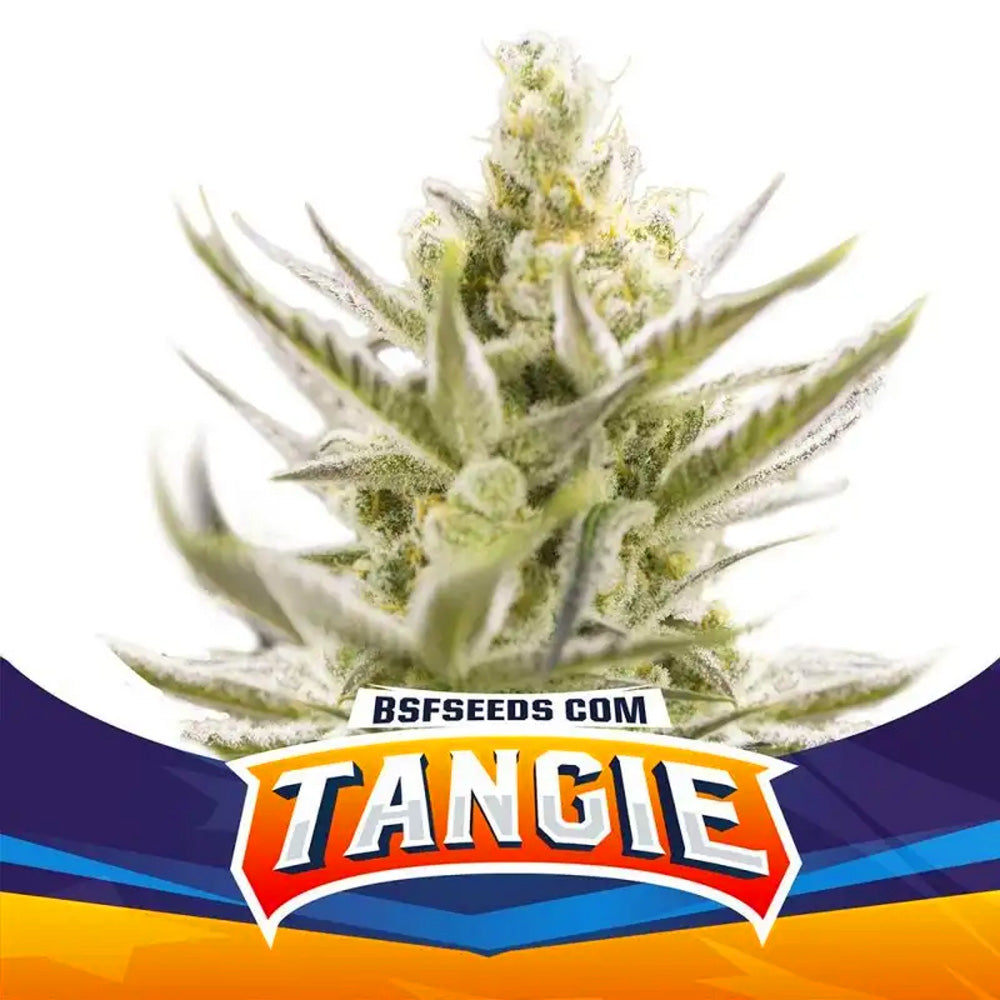 TANGIE XXL AUTO X4 BSF