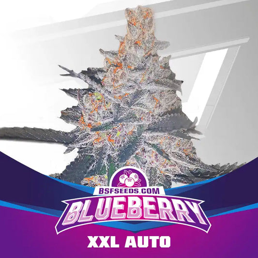 BLUEBERRY AUTO X2 BSF